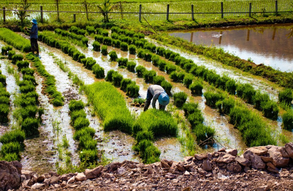 Expert Tips for Paddy Nursery and Planting Pusa Basmati Varieties ...